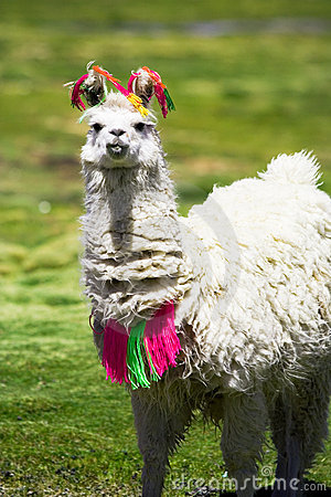 Simple business plan template picture